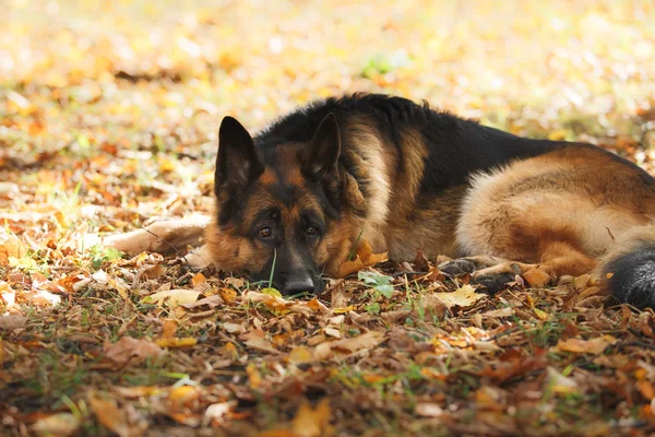 犬の品種ドイツの羊飼い — ストック写真