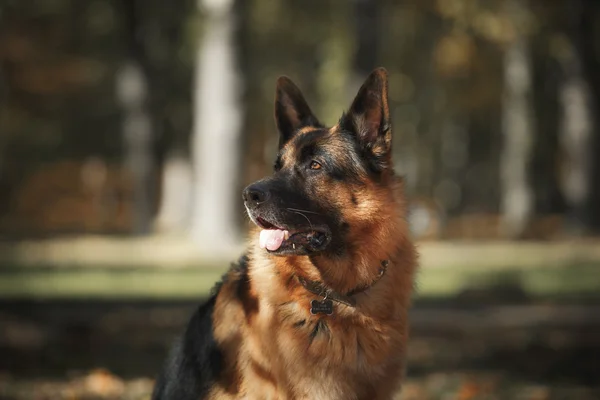 Raza de perro pastor alemán — Foto de Stock