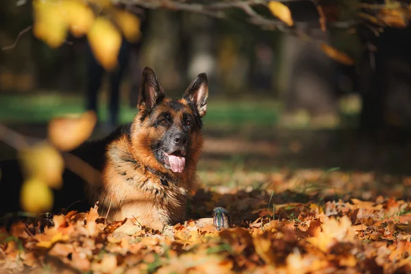 Raça cão pastor alemão — Fotografia de Stock