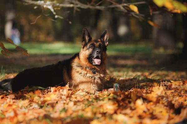 Hunderasse Deutscher Schäferhund — Stockfoto