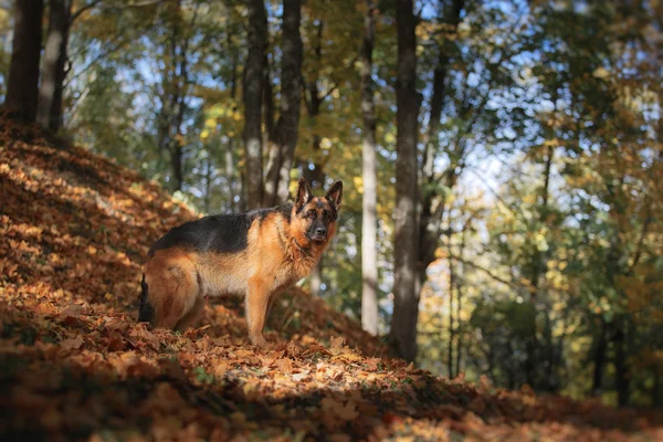 Hunderasse Deutscher Schäferhund — Stockfoto