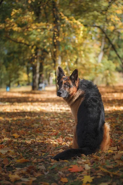 犬の品種ドイツの羊飼い — ストック写真