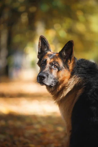 Hodowla psów owczarek niemiecki — Zdjęcie stockowe