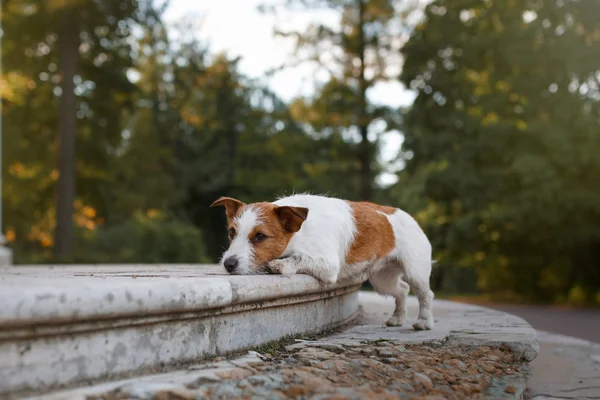 Pes plemeno jack Russell teriér — Stock fotografie