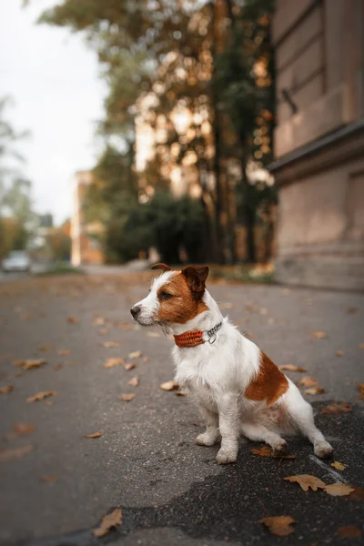 Chien race jack russell terrier — Photo