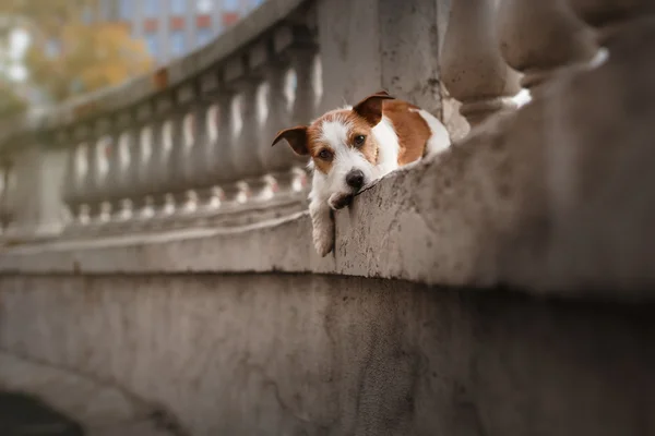 Hunderasse Jack Russell Terrier — Stockfoto