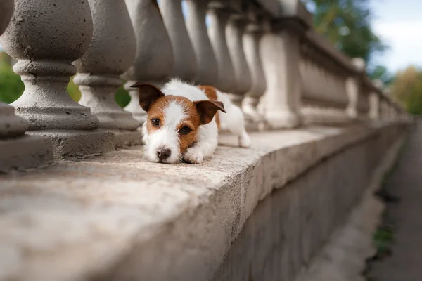 Hunderasse Jack Russell Terrier — Stockfoto