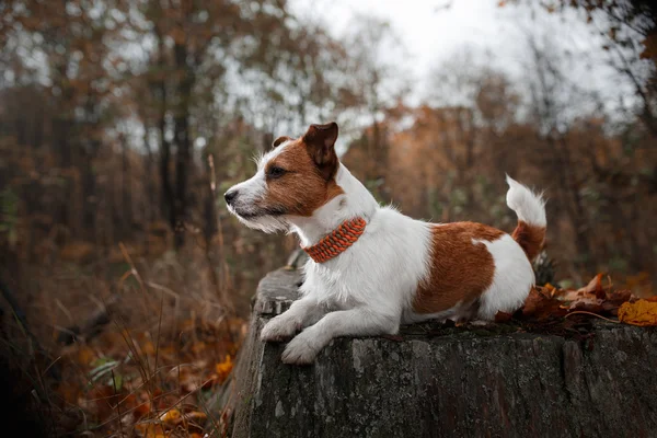 Köpek yetiştiricisi Jack Russell Terrier. — Stok fotoğraf