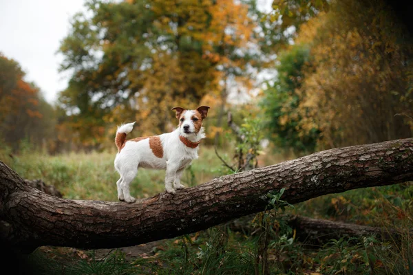 Perro crianza jack russell terrier —  Fotos de Stock