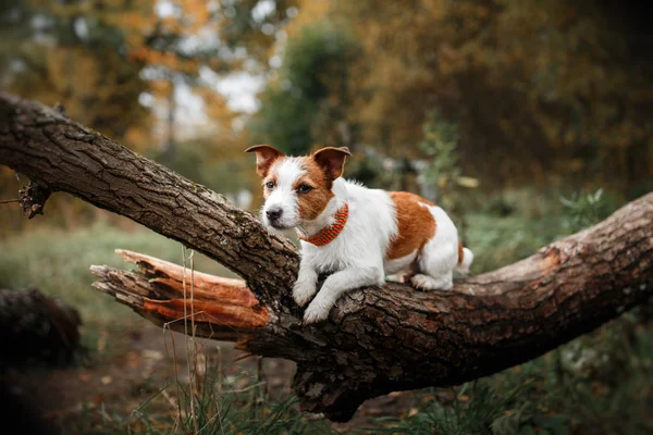 Köpek yetiştiricisi Jack Russell Terrier. — Stok fotoğraf