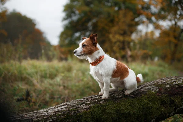 Hond ras jack russell terriër — Stockfoto