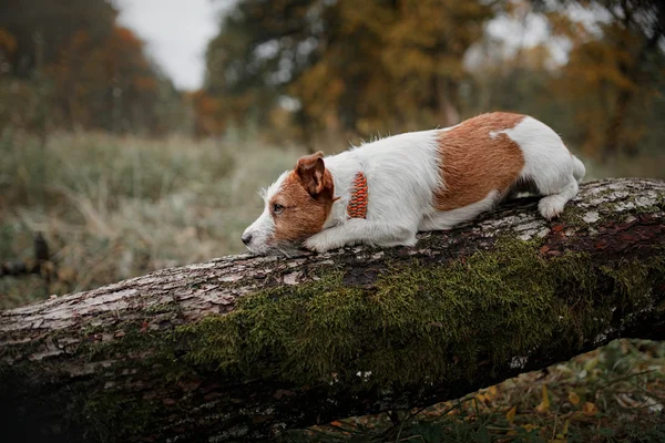 Hund ras jack russell terrier — Stockfoto