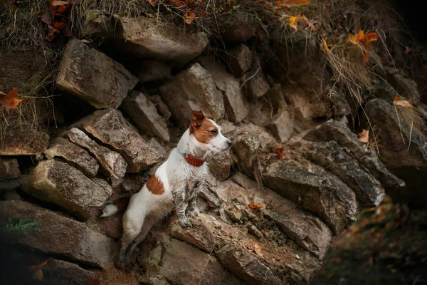 犬の品種ジャック・ラッセル・テリア — ストック写真