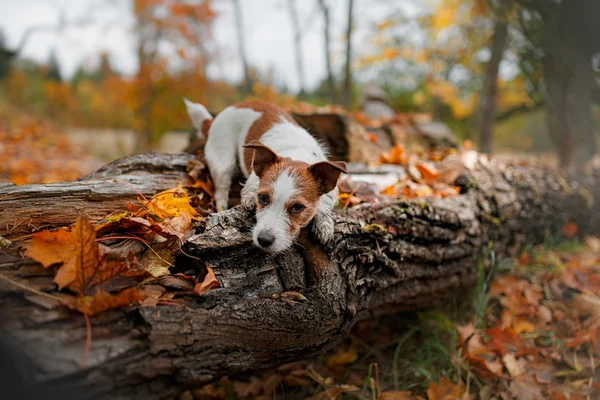 Raça cão jack russell terrier — Fotografia de Stock