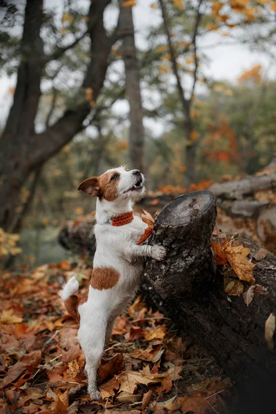 Собака породи джек-російський тер'єр — стокове фото