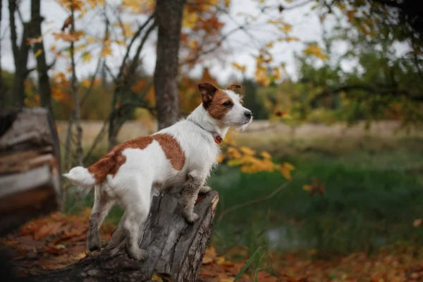 Raça cão jack russell terrier — Fotografia de Stock