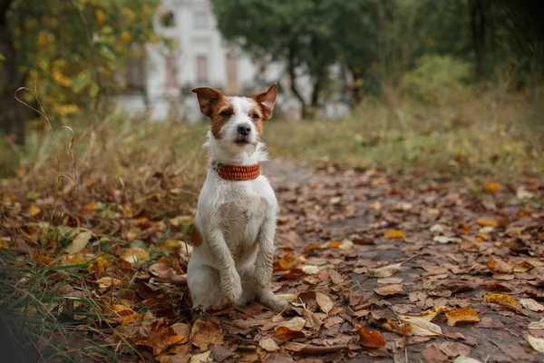 Chien race jack russell terrier — Photo