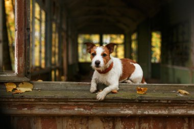 Köpek yetiştiricisi Jack Russell Terrier.