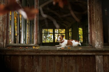 Köpek yetiştiricisi Jack Russell Terrier.