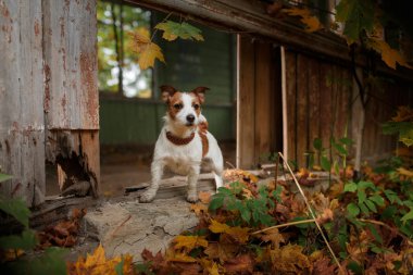 Köpek yetiştiricisi Jack Russell Terrier.