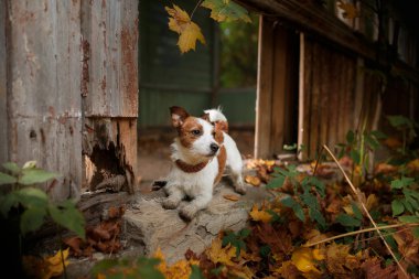Köpek yetiştiricisi Jack Russell Terrier.