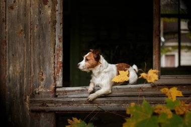 Köpek yetiştiricisi Jack Russell Terrier.