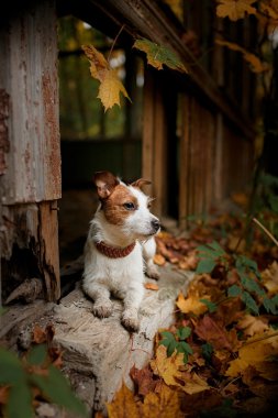 Köpek yetiştiricisi Jack Russell Terrier.