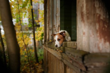 Köpek yetiştiricisi Jack Russell Terrier.