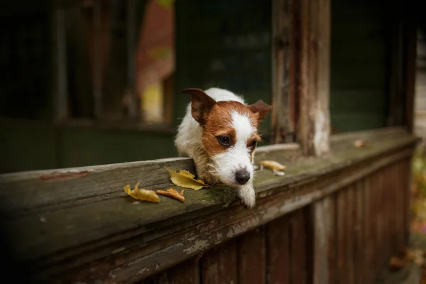 Hund ras jack russell terrier — Stockfoto