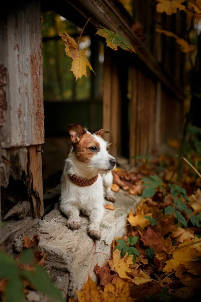 Cane razza jack russell terrier — Foto Stock
