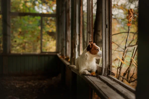 Perro crianza jack russell terrier — Foto de Stock