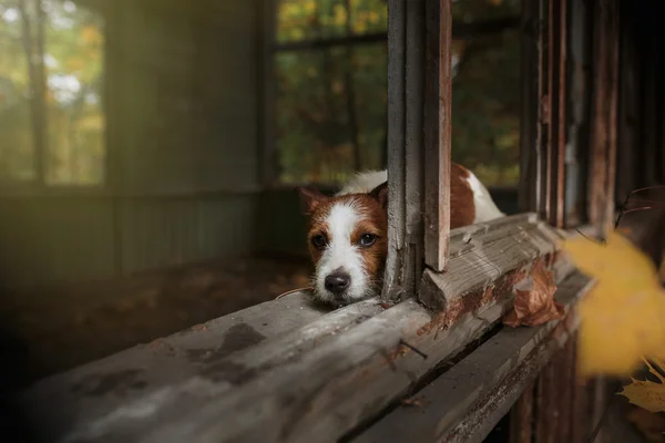 Собачья порода Джек Рассел терьер — стоковое фото
