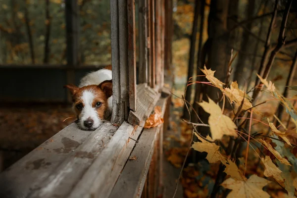 Pes plemeno jack Russell teriér — Stock fotografie