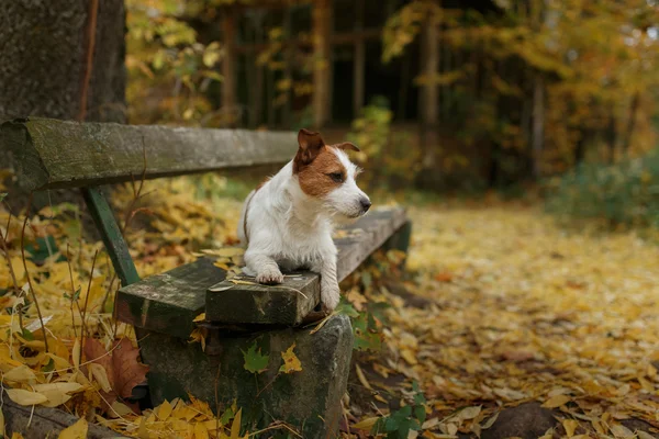 Köpek yetiştiricisi Jack Russell Terrier. — Stok fotoğraf