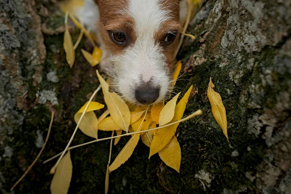 Hond ras jack russell terriër — Stockfoto