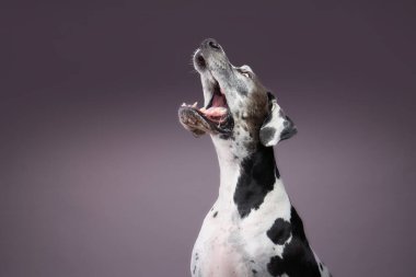 Büyük Danimarkalı köpek ağzı hareket halinde. Bir şeye uzanıyor ya da uluyor gibi görünüyor..