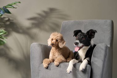 Köpekler gri bir koltukta yan yana otururken meraklı ve tetikte görünüyorlar. Sıcak arka plan ve yeşillik sade bir ortam yaratır..