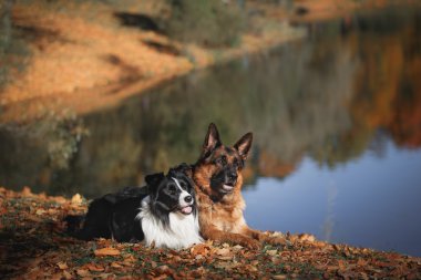 Köpek doğurmak kenar kömür ocağı ve Alman çoban