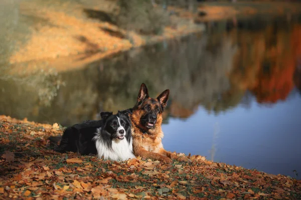 Pies rasy Border Collie i Owczarek niemiecki — Zdjęcie stockowe