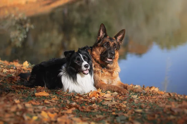 Raza de perros Border Collie y pastor alemán — Foto de Stock