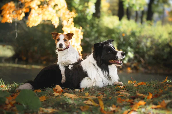 Σκύλοs breed κόλλεϊ συνόρων και Τζακ Ράσελ τεριέ — Φωτογραφία Αρχείου