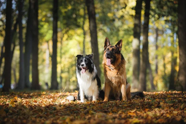 Dog breed Border Collie and German Shepherd — Stock Photo, Image