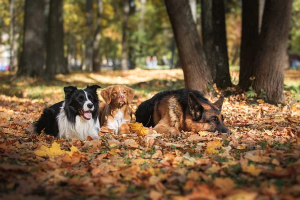 Dog breed Border Collie and German Shepherd and Nova Scotia Duck Tolling Retriever — Stock Photo, Image