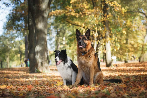 Dog breed Border Collie dan German Shepherd — Stok Foto