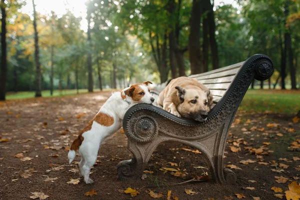 Sekarotuinen koira ja Jack Russell Terrier — kuvapankkivalokuva