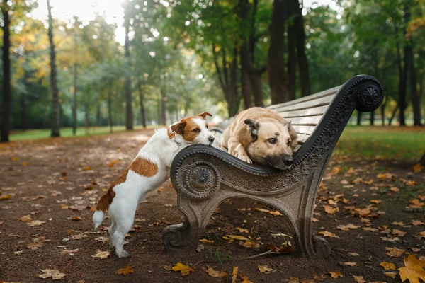 Blandras hund och Jack Russell Terrier — Stockfoto