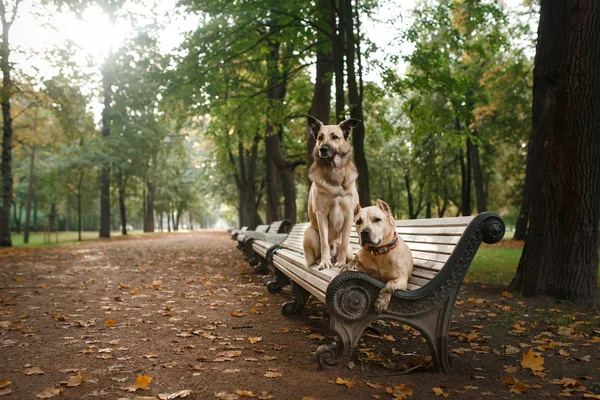 Perro de raza mixta y American Staffordshire Terrier — Foto de Stock