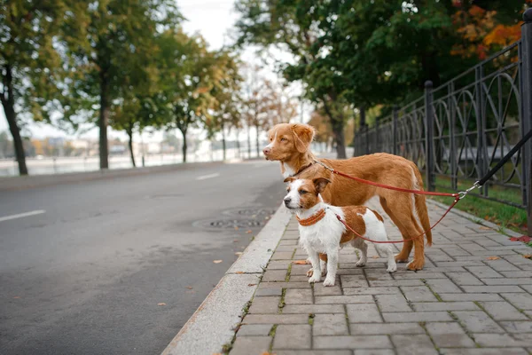 Raça de cães Nova Scotia Duck Tolling Retriever e Jack Russell Terrier — Fotografia de Stock