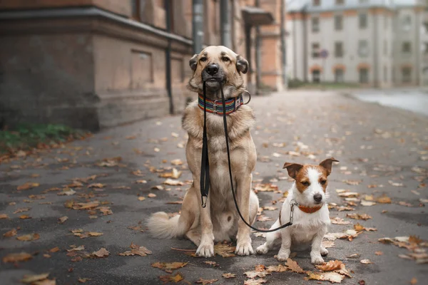 Psa rasy mieszanej i Jack Russell Terrier — Zdjęcie stockowe