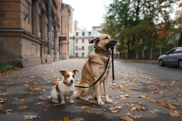 Mixed breed dog  and Jack Russell Terrier — Stock Photo, Image